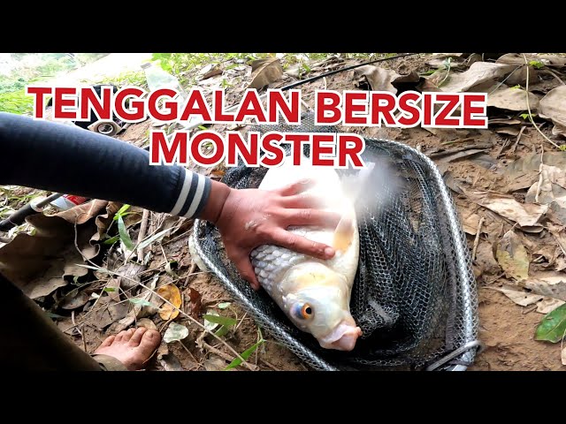 ikan tenggalan size padu | sungai serau pahang #wms-118 class=