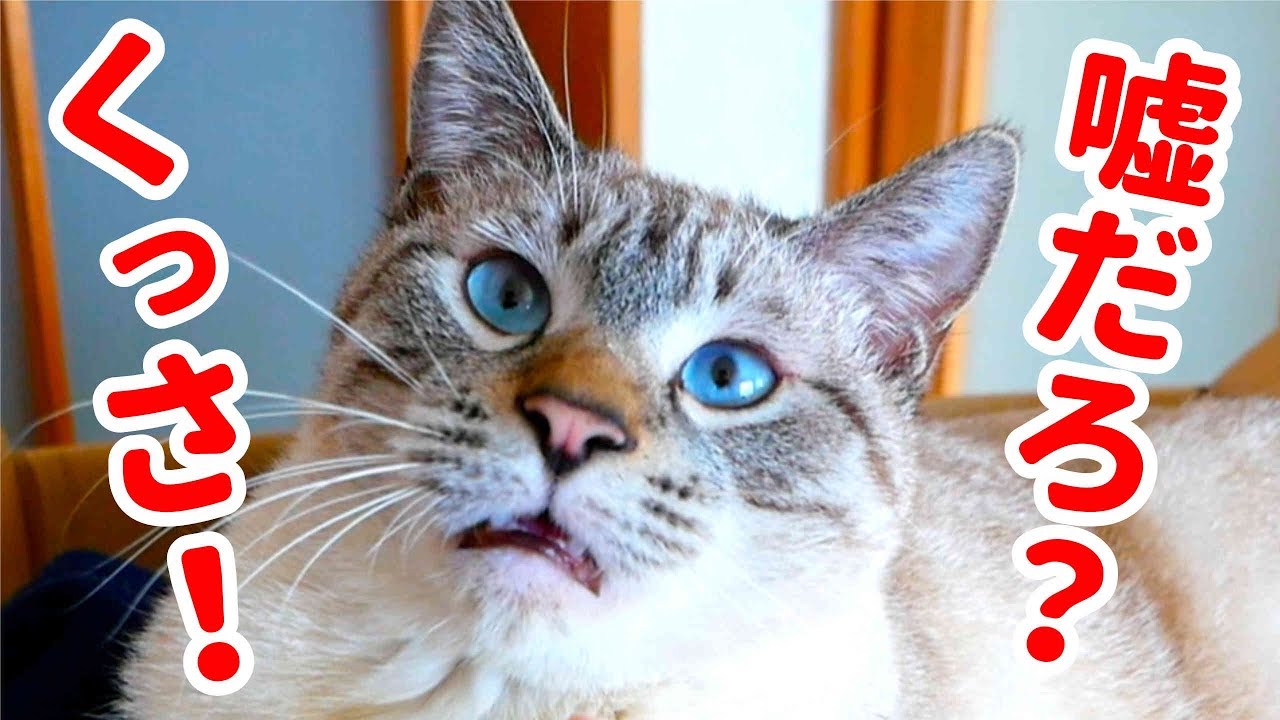 クサすぎだろ 魂が抜けたような猫の変顔が面白すぎた Youtube