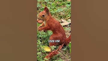 How squirrels help forests thrive #facts #animalcuriosities #animals