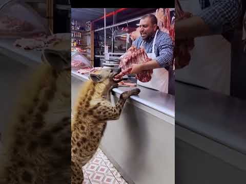 ضبع لا يعترف بالقوانين وراح ياخذ اللحمة غصب ا