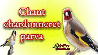 افضل تغريد حسون بارفا كامل لتسميع الفراخChant chardonneret parva screenshot 4