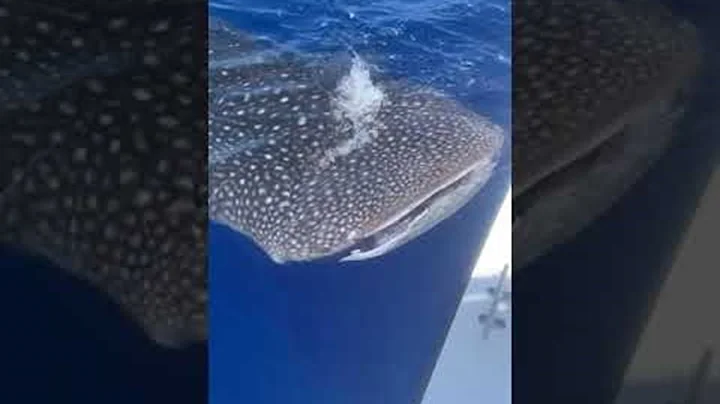 Whale Shark Gets Up Close to Fishing Boat || ViralHog