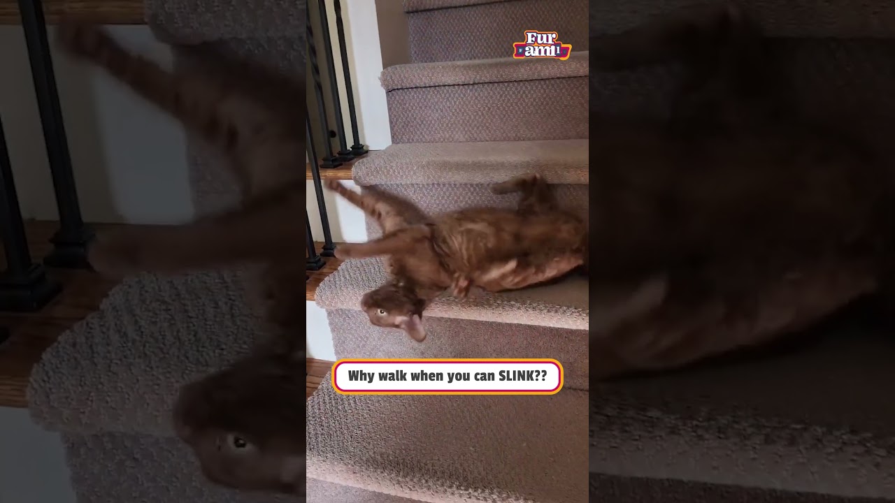 Slinky Cat Rolls Down Stairs