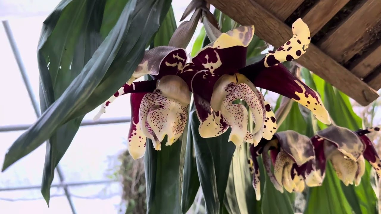 Stanhopea nigroviolacea (syn. tigrina) ('Batman' x 'Roar') - OrchidWeb
