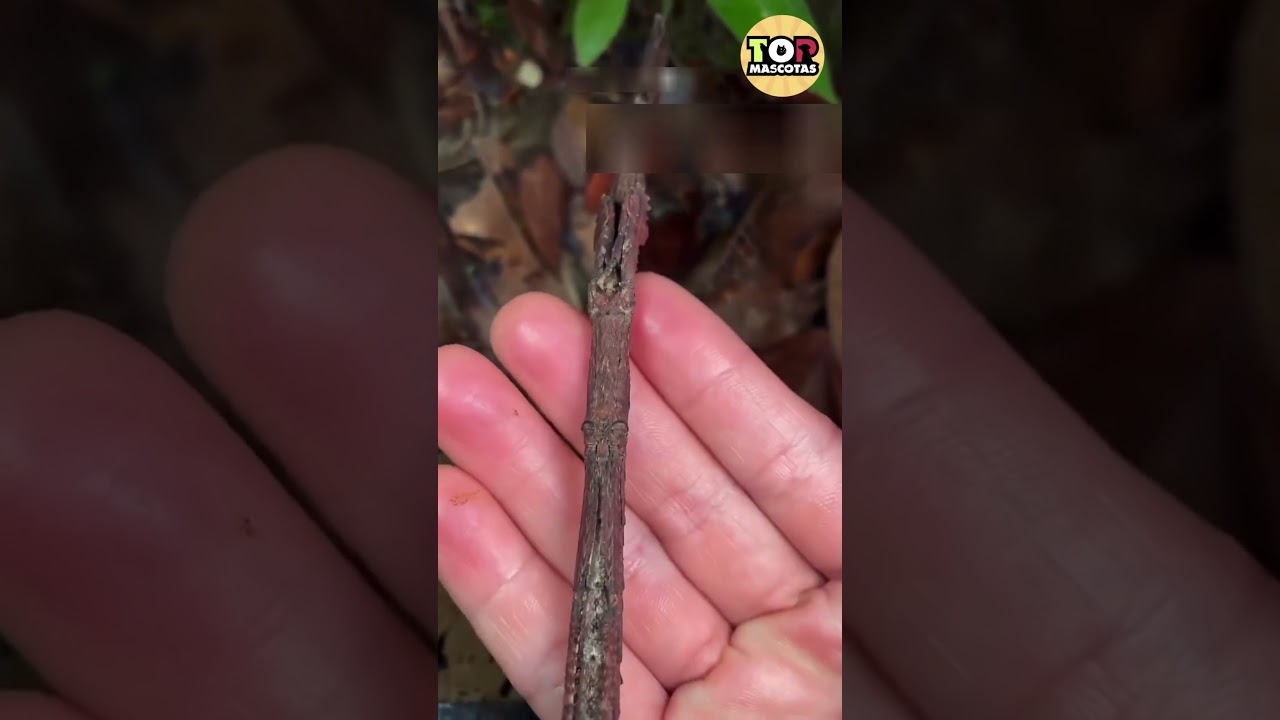 Las mejores mascotas para departamentos o pisos #15: insectos palo 