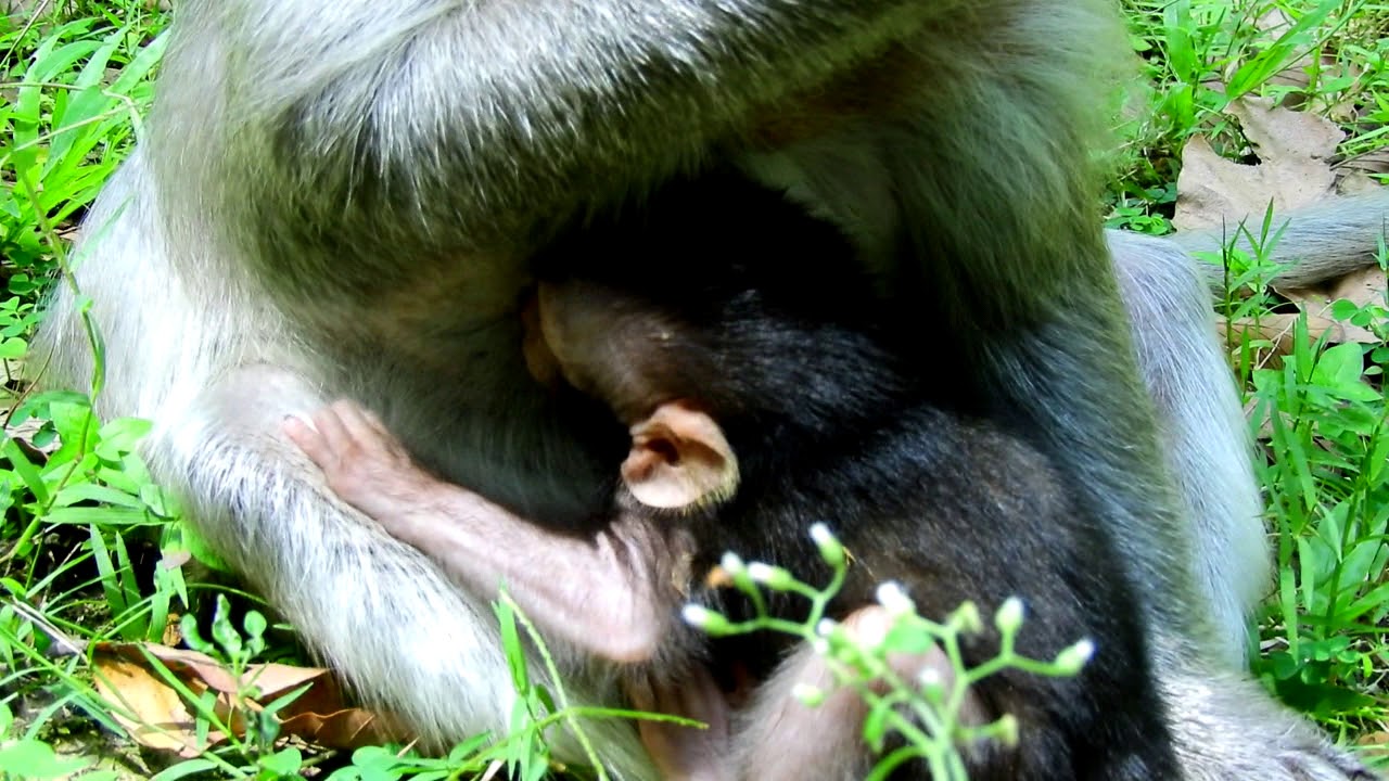 giving up So Adorable Baby Monkey Timo While Mom Giving Him A Nursing