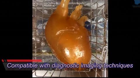 Heart Phantom for Medical Training and R&D