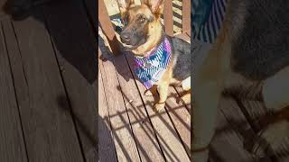How much did Freya s 2 5 hour bath at PetSmart cost