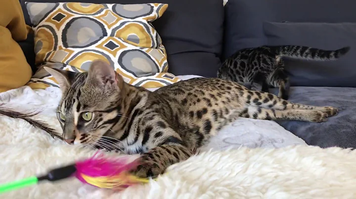 Watch the video about F1 bengal cat fights with her kitten