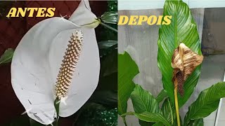 Como Retirar a Flor Velha do Lírio da Paz Retirar de Maneira Correta