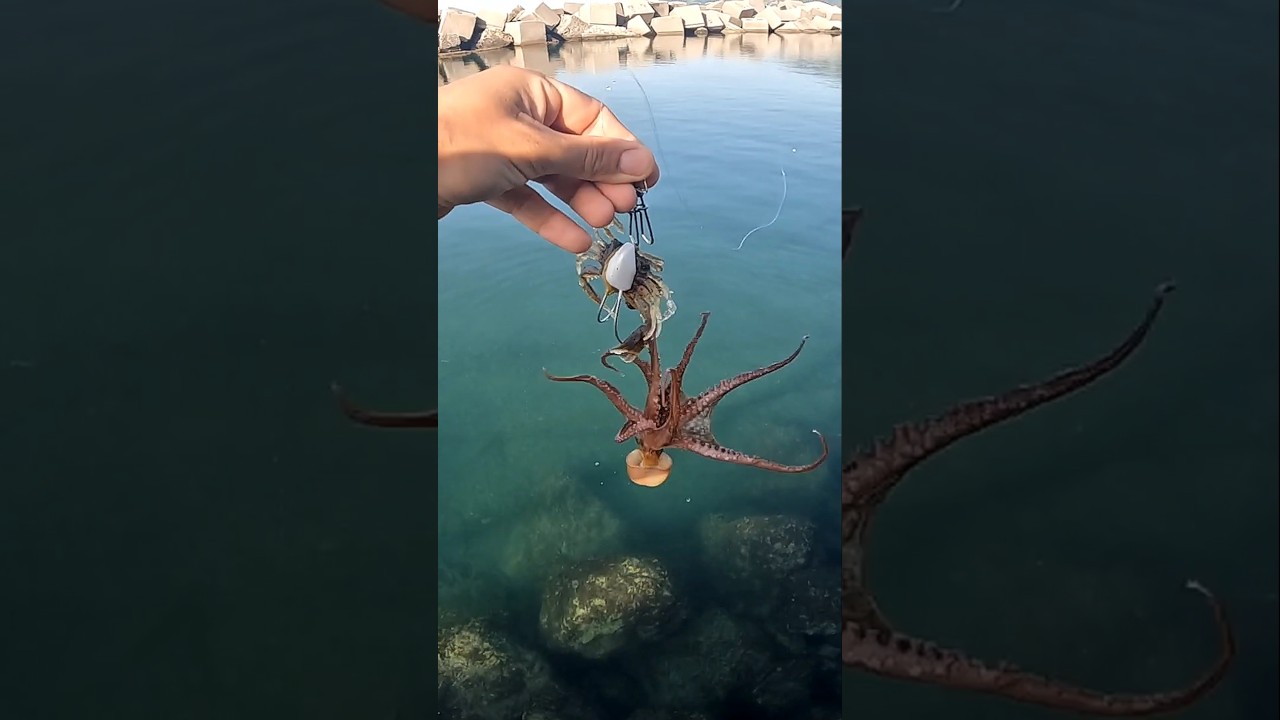 Tako LEAD in azione: Polpetti catturati con la tecnica Tako Eging 