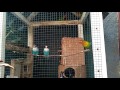 Jenis Jenis Burung Lovebird Di Indonesia