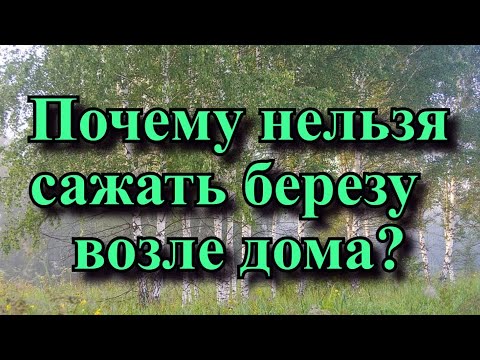 Почему нельзя сажать березу возле дома?