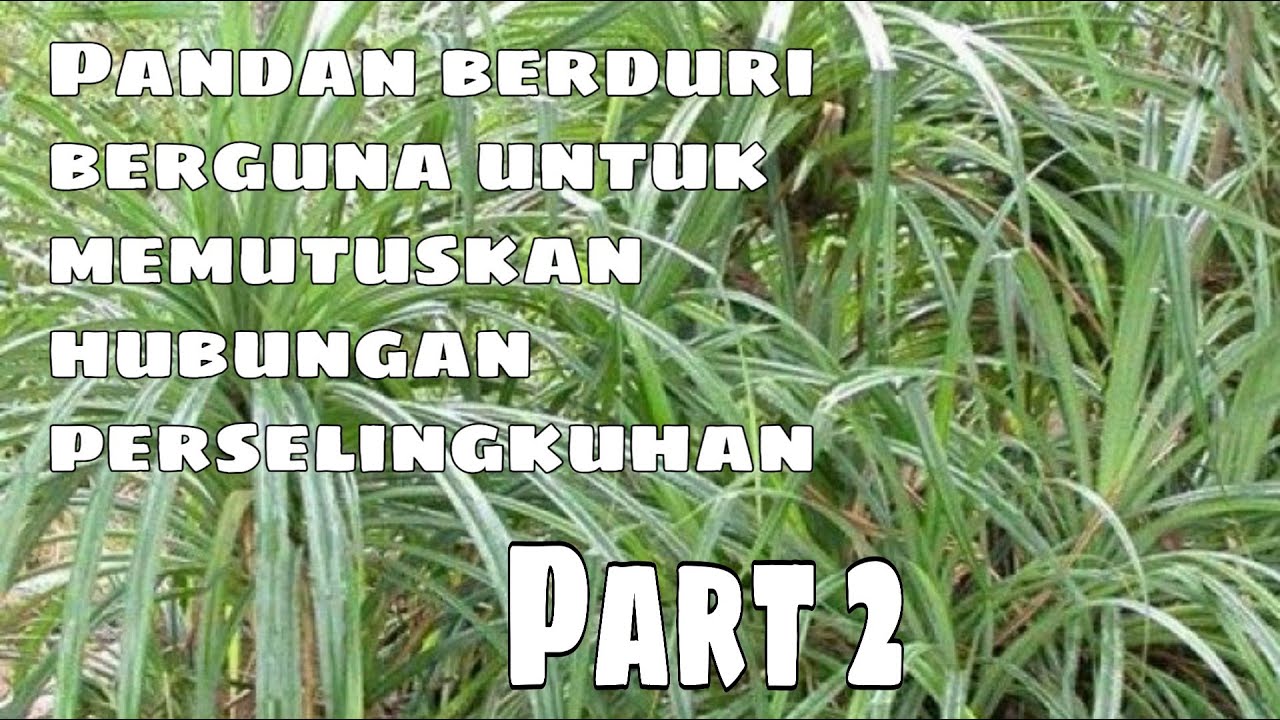 MEMUTUSKAN SEBUAH HUBUNGAN PERSELINGKUHAN DENGAN DAUN 