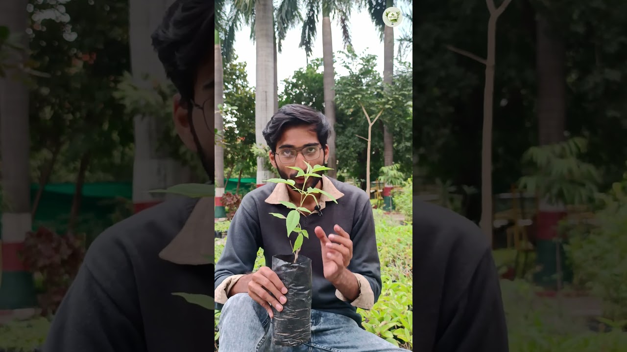 The Benefits of Nirgundi Plant  #shorts #ayurvedamagic #shortvideo