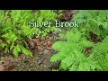 Silver Brook