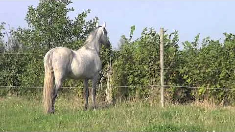 In the field - stallion behavior versus gelding behavior - about senses