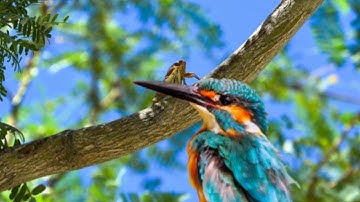 Adobe After Effect | Parallax Effect Tutorial to make 2D to 3D