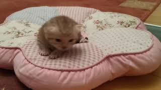 9 day old kitten: 'I can see, I can go!'