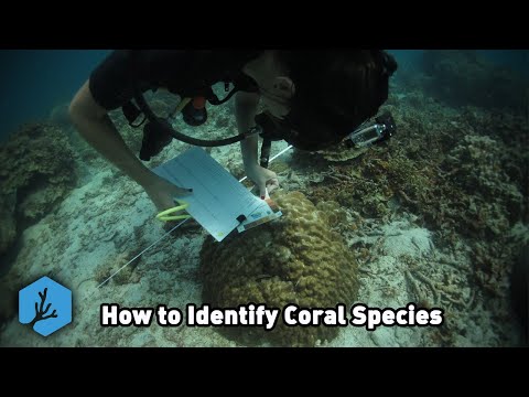 Coral Taxonomy and Identification with Elle Haskin