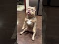 Frenchie Every Day 24 #frenchie #bulldog #puppy #funny #cute #pets #americanbully #cutedog