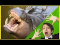 Deadliest Animal..... Hippo!?