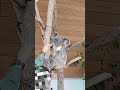 코알라(koala) 생태설명회의 주인공은 라이토(ライト)