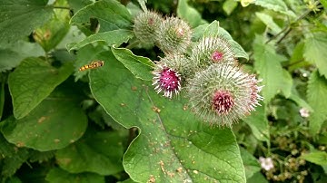 Slow Motion Hoverfly