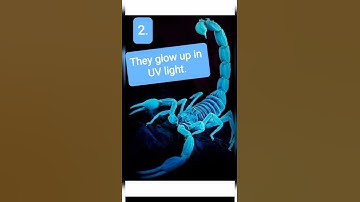 #shorts #shortvideos #scorpion #factshorts #facts about scorpions🦂