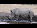 Rhino wallow Mp3 Song