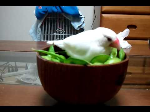 枝豆で水浴びする文鳥