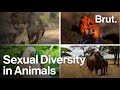 Do Animals Have Sex For Pleasure