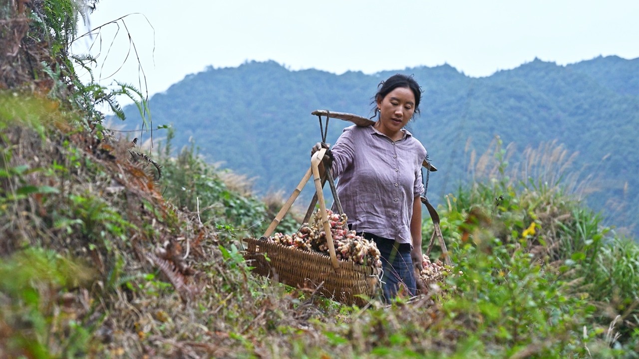Ginger Feast 生薑盛宴 | 冬吃蘿蔔夏吃薑，正好趕上生薑大豐收，安排一頓生薑宴，燉一鍋地道的薑母鴨驅寒暖胃，從頭暖到腳。【鄉愁沈丹ShenDan】