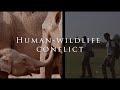 What is Human-Wildlife Conflict?