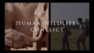 What is HumanWildlife Conflict?