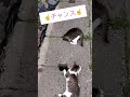 ωタマタマが...😂 #猫 #猫島 #cat #cute #姫島