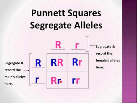 Bio-Lect!: Punnett Squares P, F1, & F2 generations