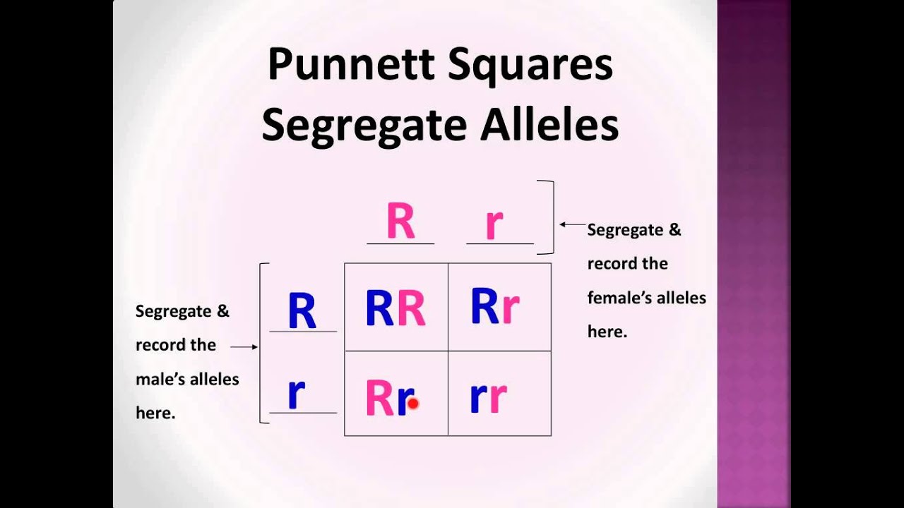 Bio-Lect!: Punnett Squares P, F2 generations - YouTube