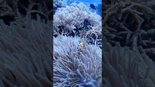 Clown Fish Is Being A Clown.