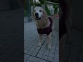 眼中になし🍊/ 柑橘系が苦手な大型犬🦮