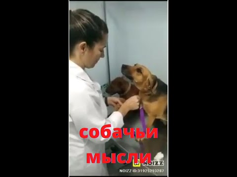 какие мысли у собаки #shorts