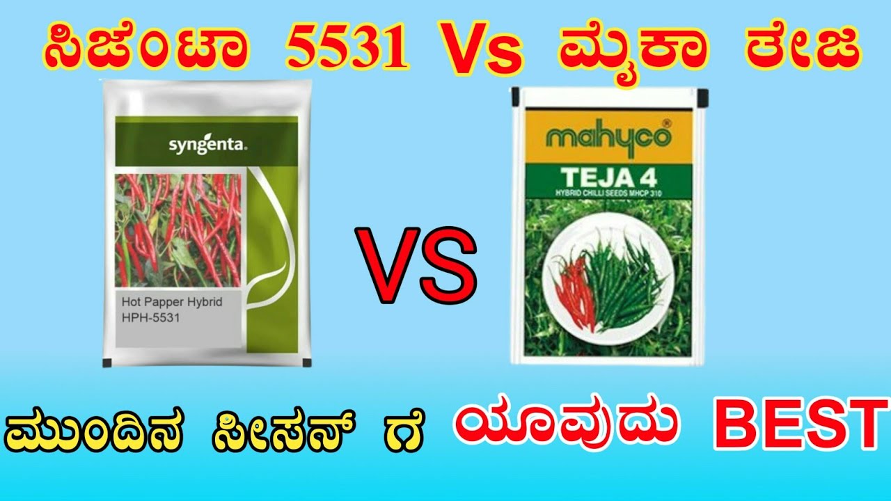 Next Mirchi Season Which Seed Best | Syngenta 5531 Vs Mahyco Teja | Best Chilli Seeds | Mirchi Seed