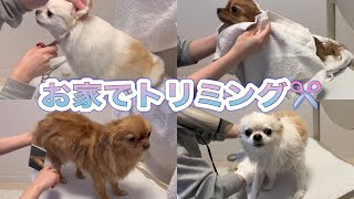 【トリミングの仕方】お家で匹の愛犬をトリミングしながらレクチャー【シャンプー・ブロー・カット】