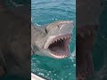 Tiger Shark Comes Face-to-Face With the Boat! 🦈 #viralvideo #shark #marinelife #ocean
