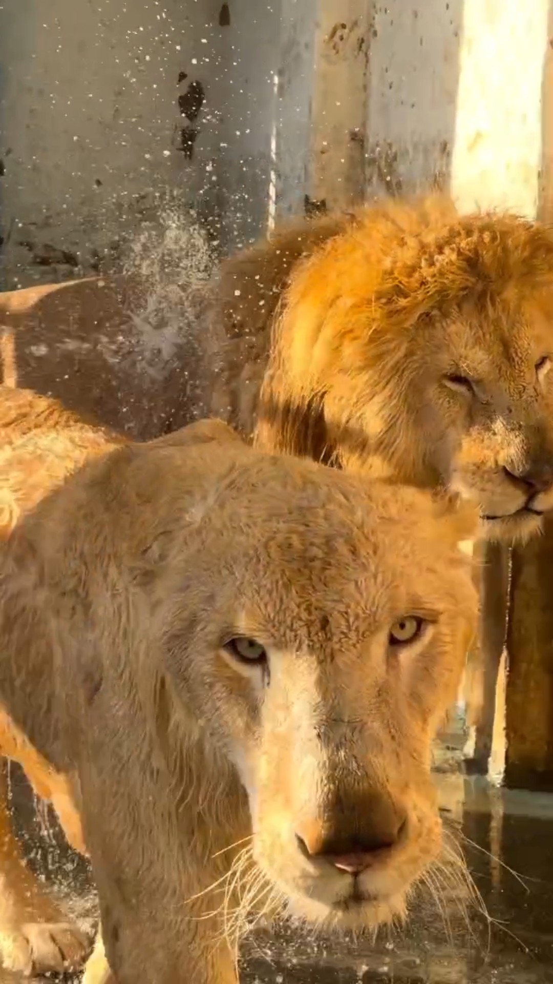 🥰Express Emotion - ShareChat