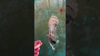 Veja Como Um Choco Se Alimenta