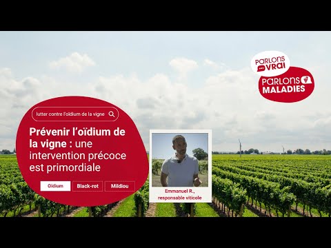 Prévenir l'oïdium de la vigne : une intervention précoce est primordiale