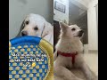 मुझे भी नहीं बताई 💜#funny #pets #cute #puppy #dog #shorts #youtubeshorts #viralvideo