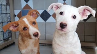 Tiny Mange Puppies Rescued Make The Sweetest Transformation by Howl Of A Dog 9,575 views 9 months ago 2 minutes, 55 seconds