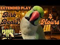 Birb Beats | Lofi Chillhop Music Mix for Birds | 4 Hour Extended Play |  Parrot Town TV for Birds🎵🦜
